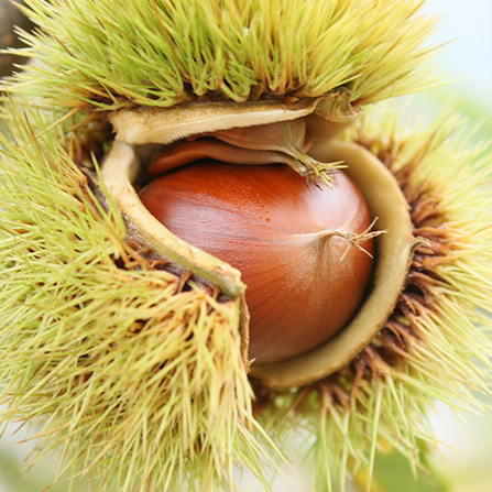 栗の画像
