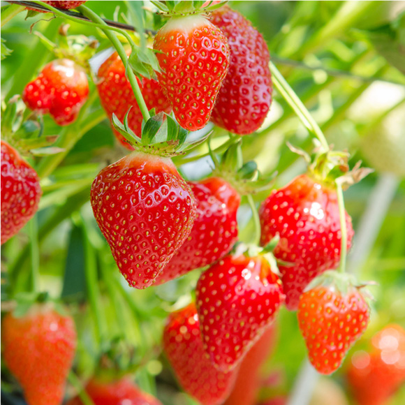 まるで宝石のような大粒のいちご「あまおう」