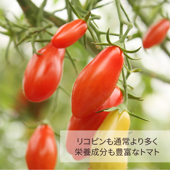 太陽の光をいっぱいに浴びて大切に作られたトマト「スウィーティア」