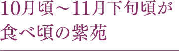 10月頃?11月下旬頃が食べ頃の紫苑
