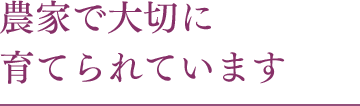 農家で大切に育てられています