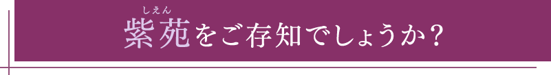 紫苑（しえん）をご存知でしょうか？