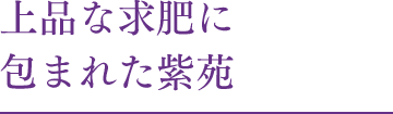 上品な求肥に包まれた紫苑