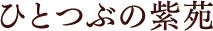 ひとつぶの紫苑