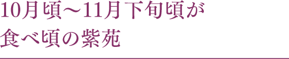 10月頃?11月下旬頃が食べ頃の紫苑