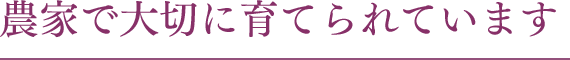 農家で大切に育てられています
