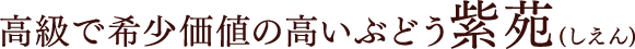 高級で希少価値の高いぶどう紫苑(しえん
