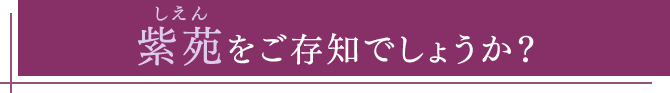 紫苑（しえん）をご存知でしょうか？