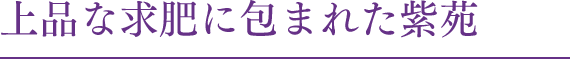 上品な求肥に包まれた紫苑