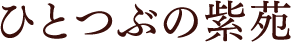 ひとつぶの紫苑