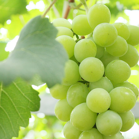 ひとつぶのマスカットのために作られたマスカット