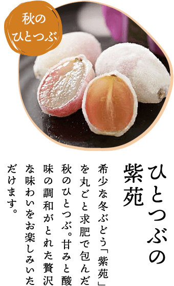 ひとつぶの紫苑